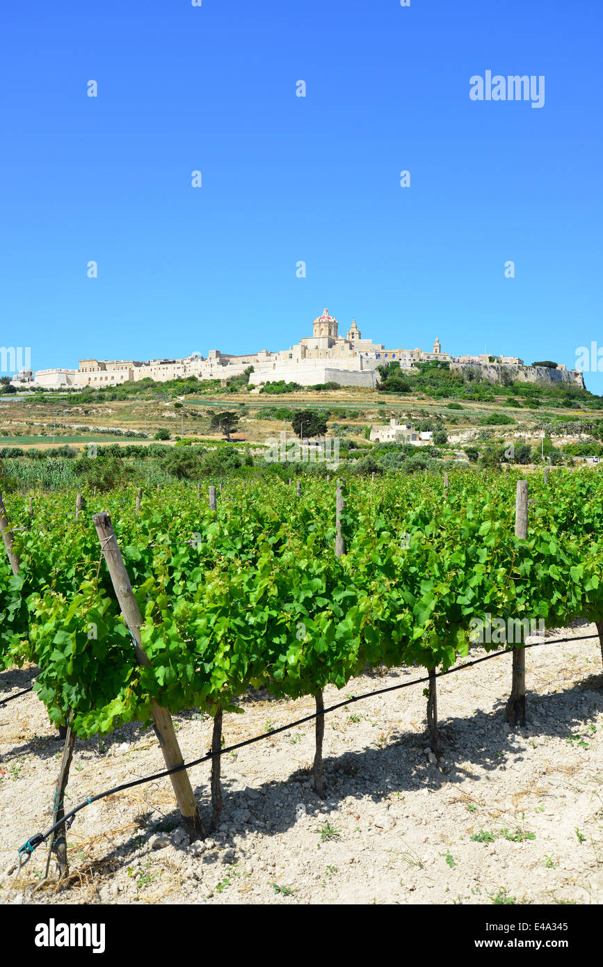 Vue sur la cité médiévale de Mdina (L-Mdina) et vignoble, District de l'Ouest, Malte Majjistral Région, République de Malte Banque D'Images