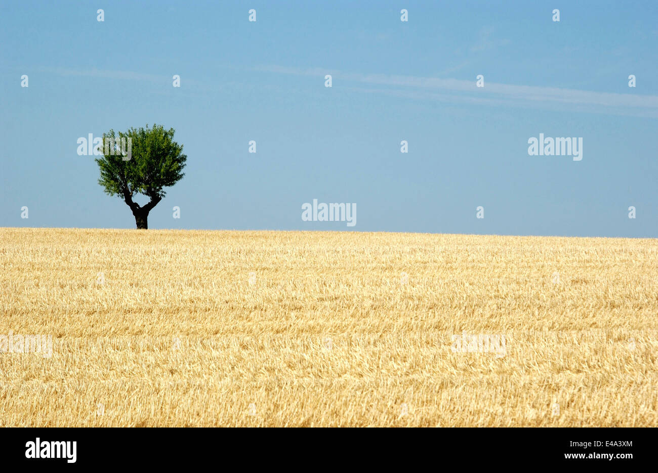 Olivier solitaire dans un champ de blé avec ciel bleu, Provence, France en été Banque D'Images