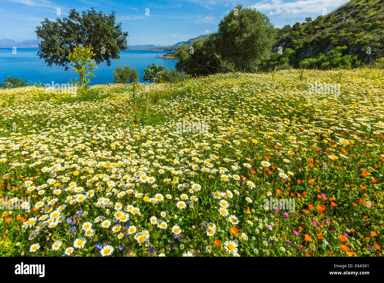 Les fleurs de printemps dans la réserve naturelle de Zingaro près de Scopello sur cette côte nord-ouest, connu pour sa beauté, Scopello, Sicile, Italie Banque D'Images