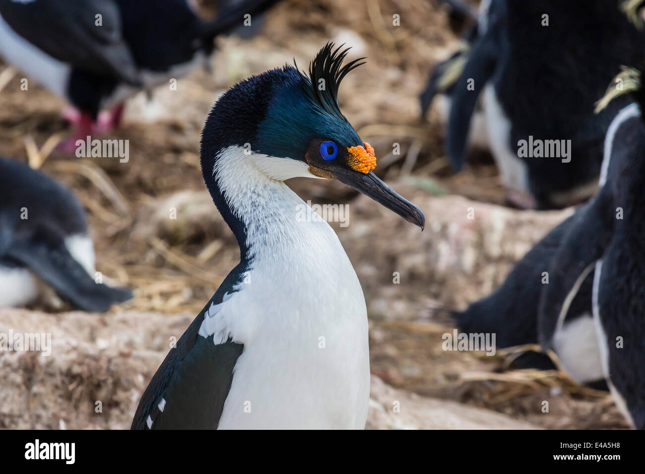 Shag Impériale adultes (Phalacrocorax atriceps) à la colonie de reproduction sur l'île nouvelle, Falklands, protectorat d'outre-mer du Royaume-Uni Banque D'Images