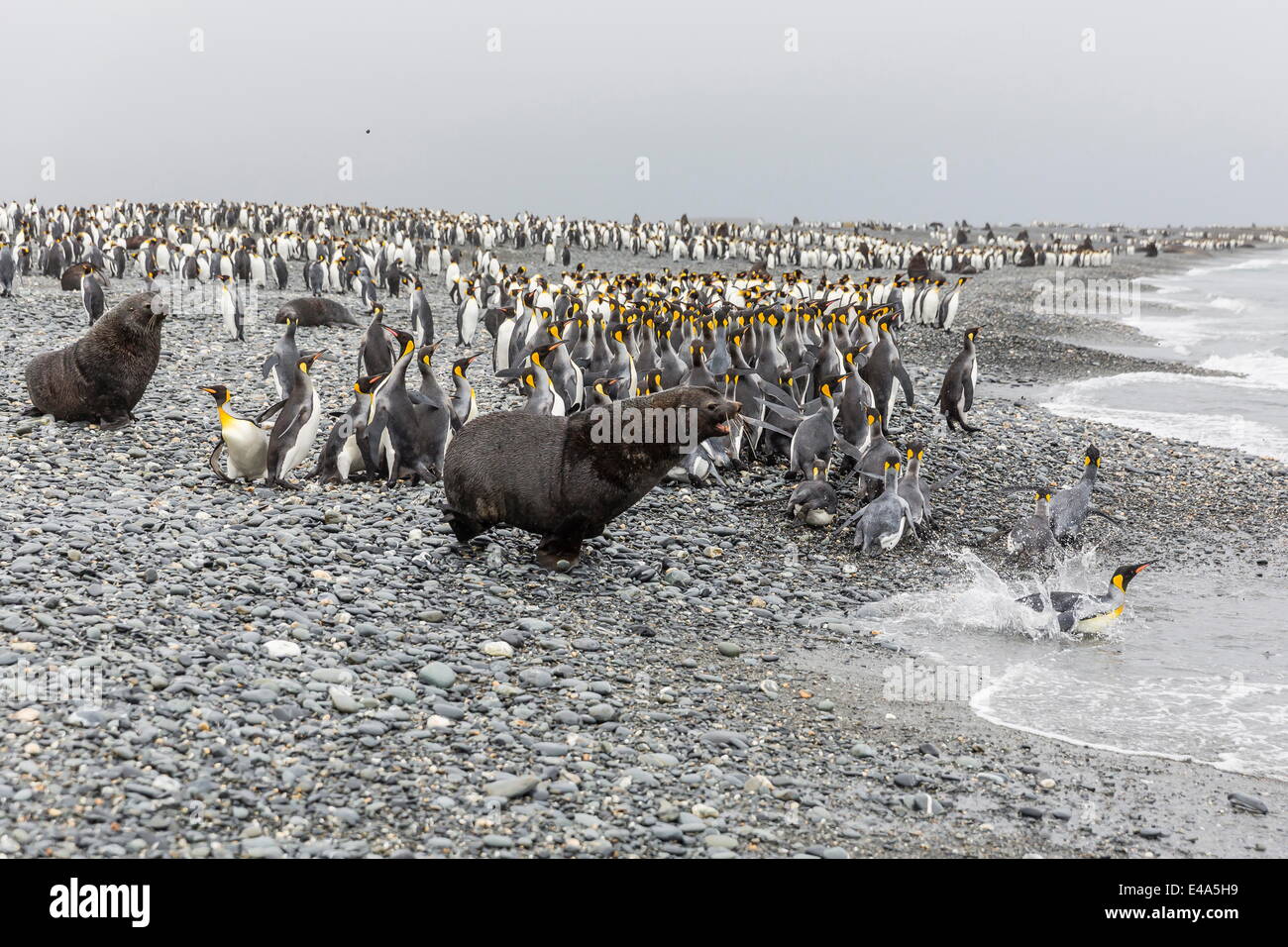 Fourrure de l'Antarctique par charge roi pingouins à la plaine de Salisbury, la Géorgie du Sud, UK-outre-mer Banque D'Images