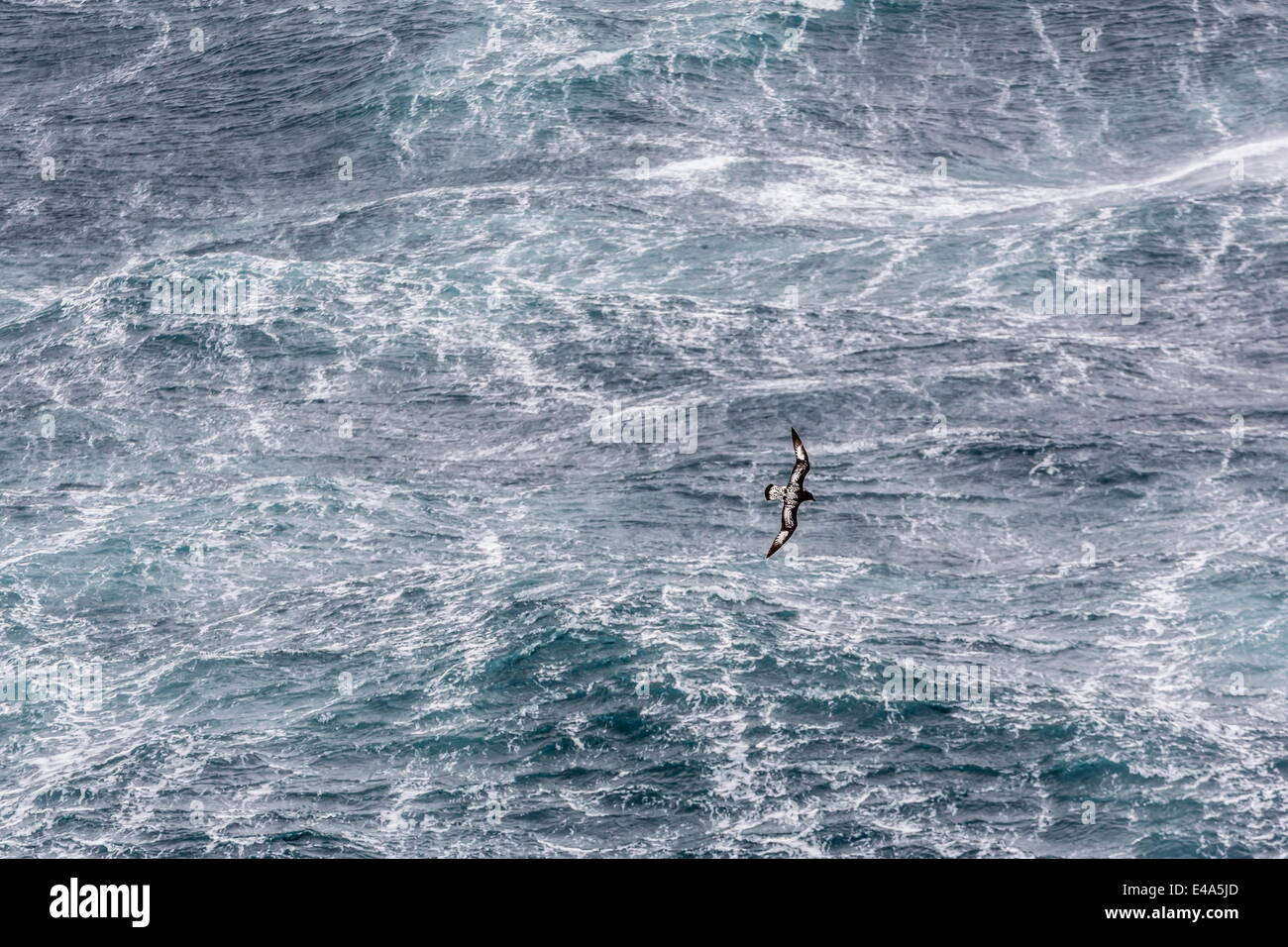 Cape petrel adultes (Daption capense) voler dans des coups de vent dans le Passage de Drake, l'Antarctique, régions polaires Banque D'Images