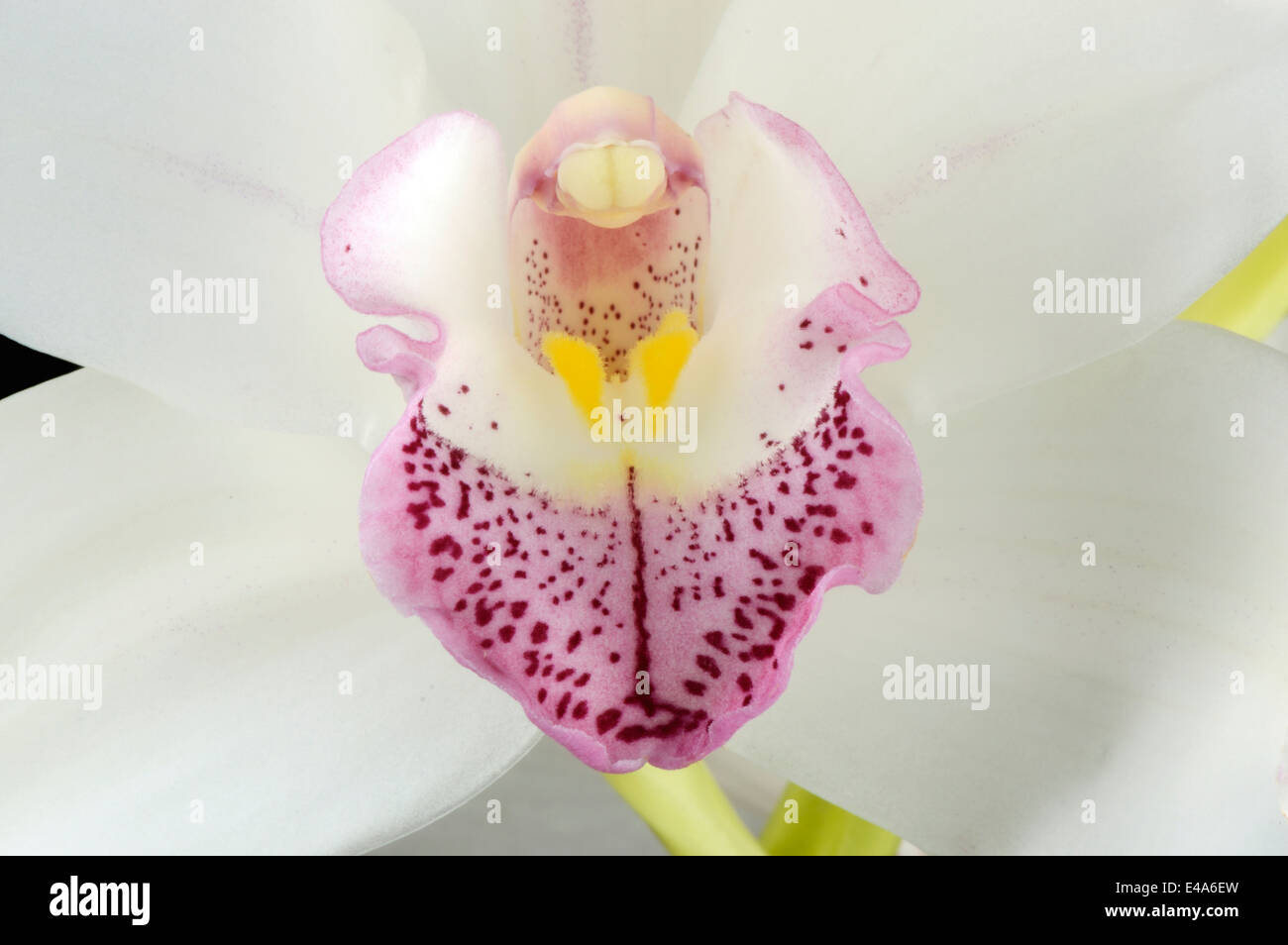 Partie de bateau blanc, orchidée cymbidium Banque D'Images