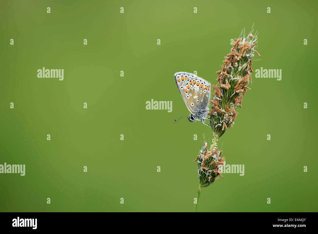 L'Angleterre, l'Argus Brun, Aricia agestis Banque D'Images