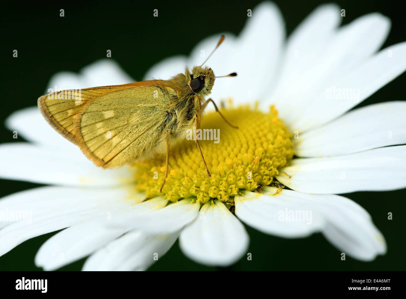 Grand Patron, Ochlodes sylvanus Banque D'Images