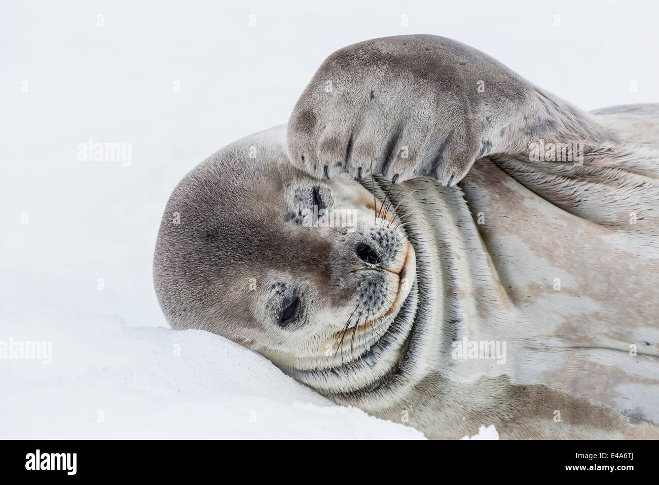 Phoque de Weddell (Leptonychotes weddellii) reposant sur la glace de Half Moon Island, l'Île Shetland du Sud, l'Antarctique Groupe Banque D'Images