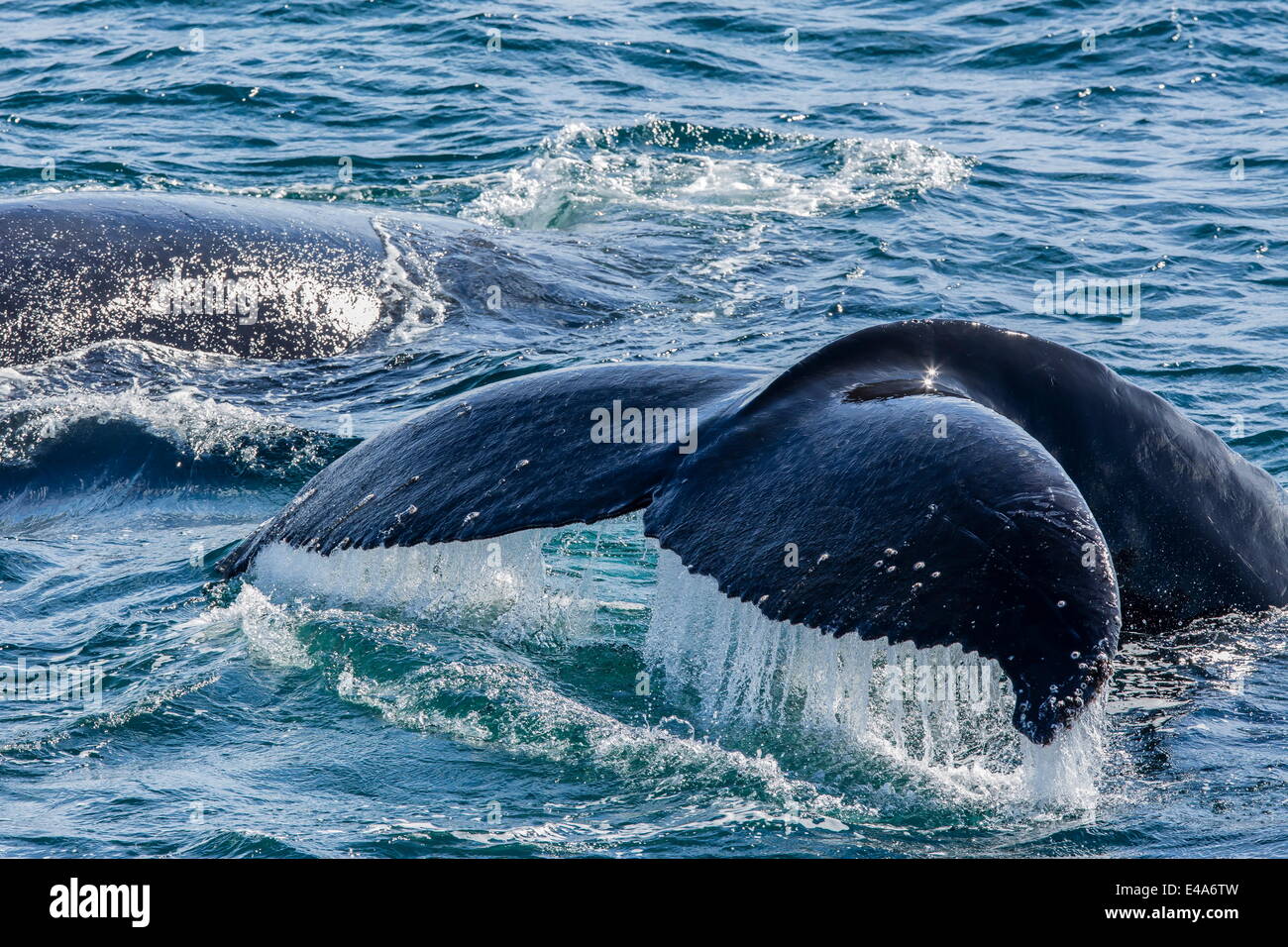 Baleine à bosse (Megaptera novaeangliae) jusqu'à la nageoire caudale en plongée Baie Dallmann, Antarctique, les régions polaires Banque D'Images