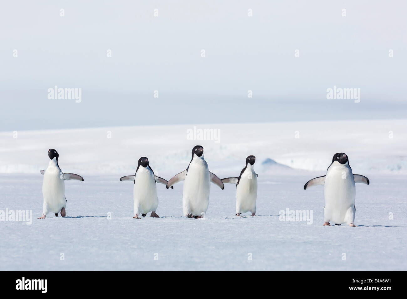 Des profils manchots adélies (Pygoscelis adeliae) marche sur la glace de mer dans la première année de son actif, mer de Weddell, l'Antarctique, régions polaires Banque D'Images