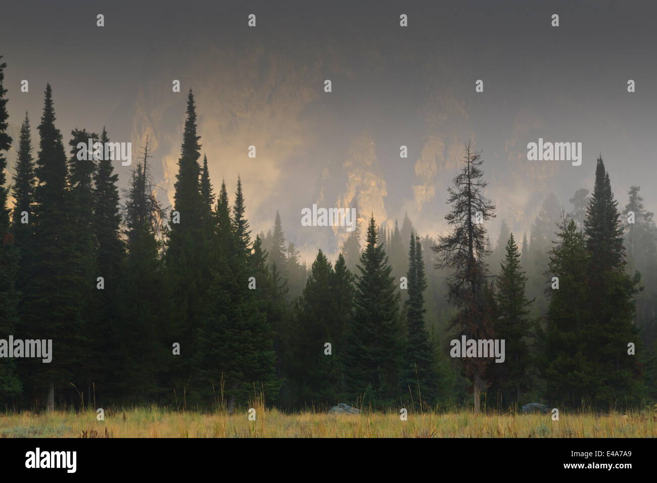 Ciel voilé chaîne Teton et de pins près de Phelps Lake, parc national de Grand Teton, Wyoming, États-Unis d'Amérique, Amérique du Nord Banque D'Images