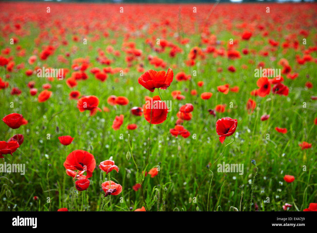 Champ de coquelicots, Newark, Nottinghamshire, Angleterre, Royaume-Uni, Europe Banque D'Images