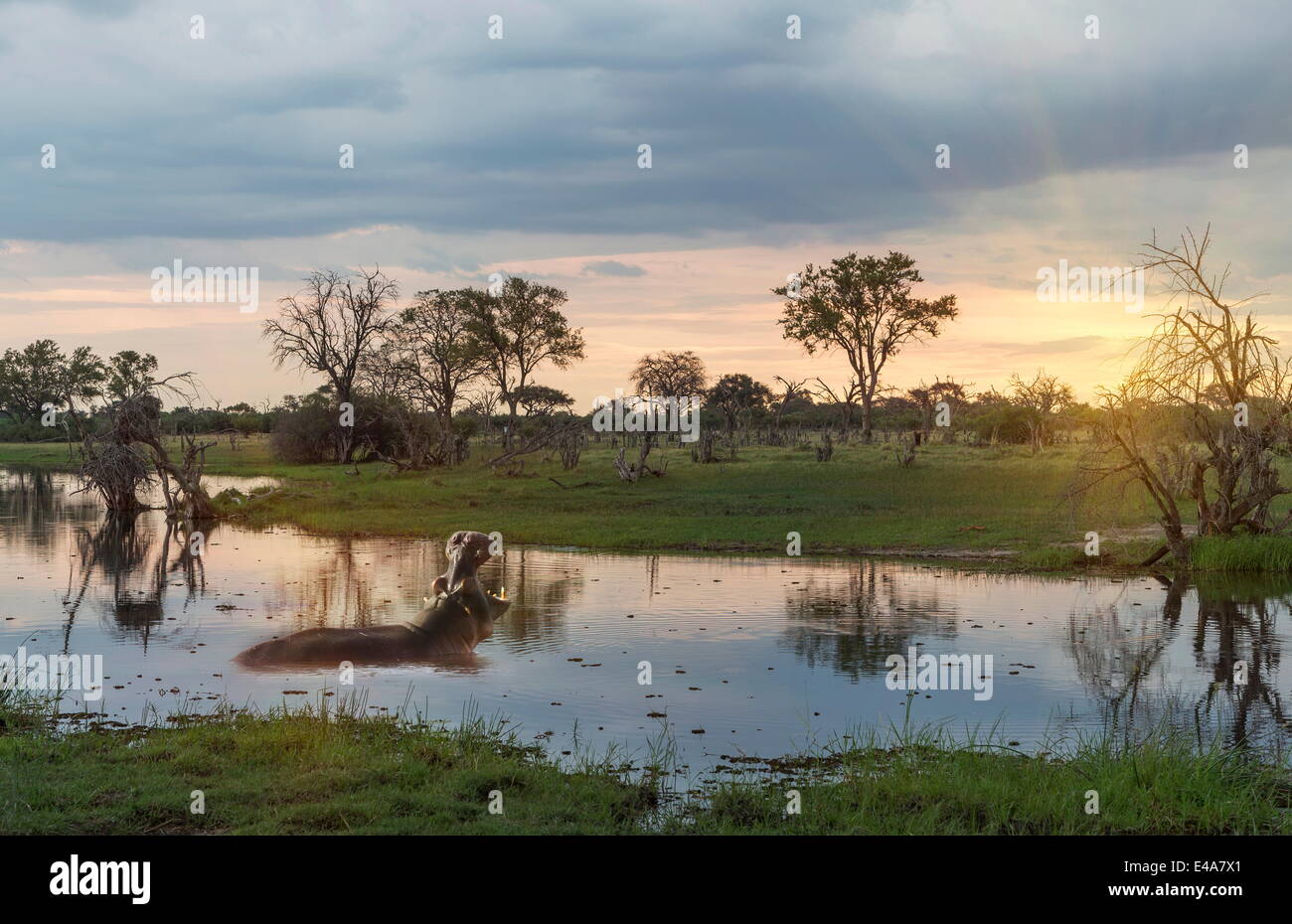 Okavango Delta, Botswana, Africa Banque D'Images