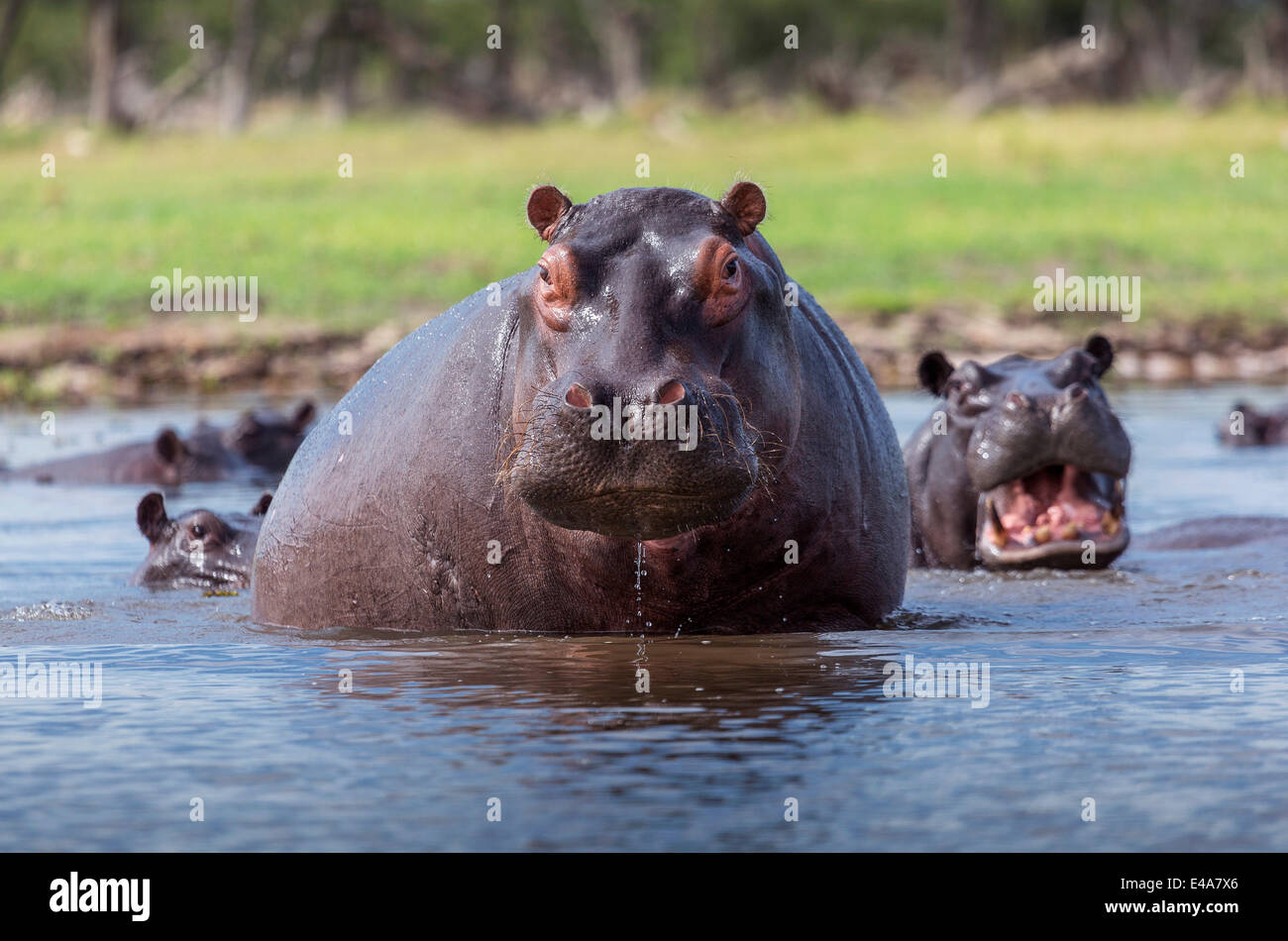 Hippopotame, Okavango Delta, Botswana, Africa Banque D'Images