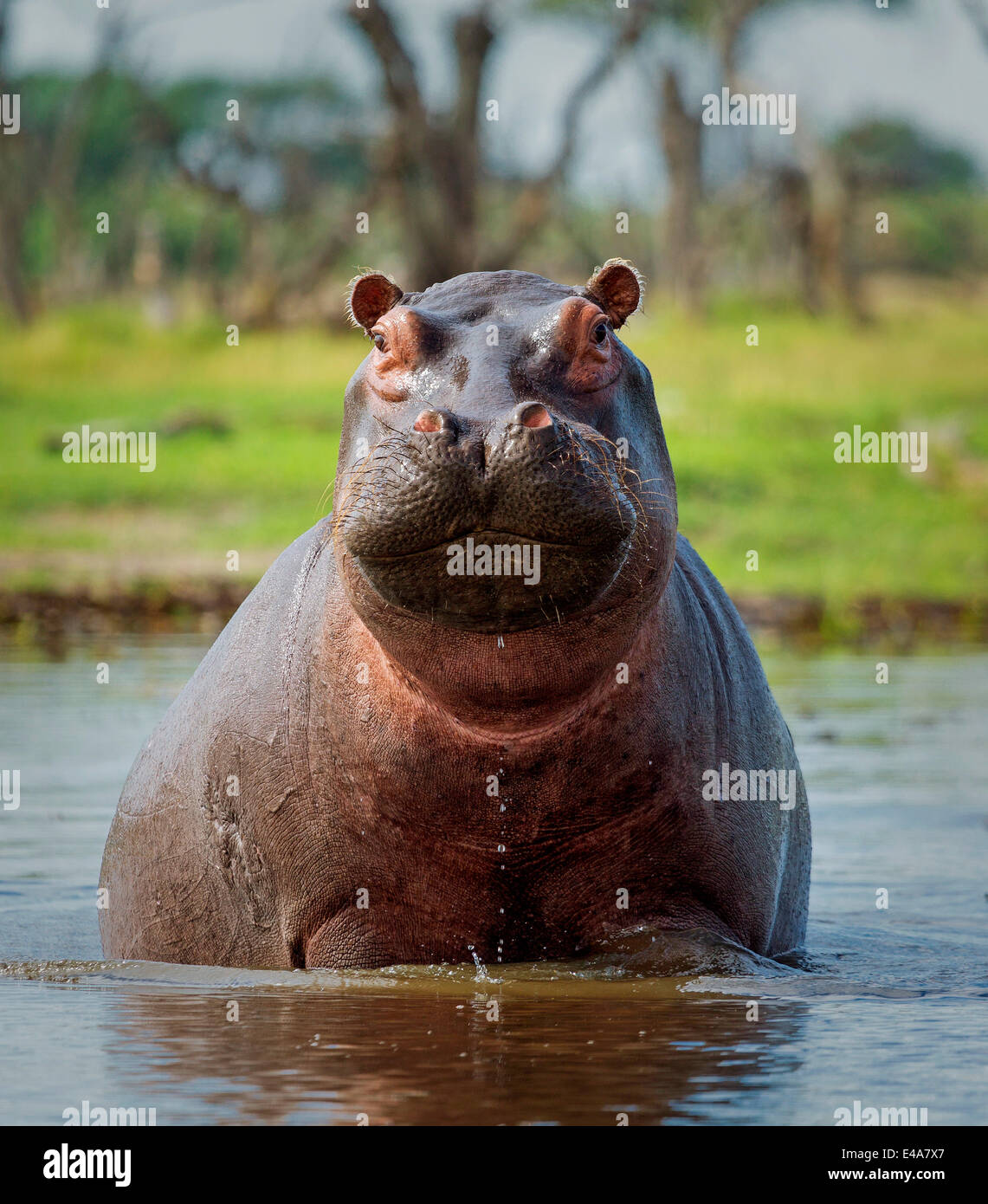 Hippopotame, Okavango Delta, Botswana, Africa Banque D'Images
