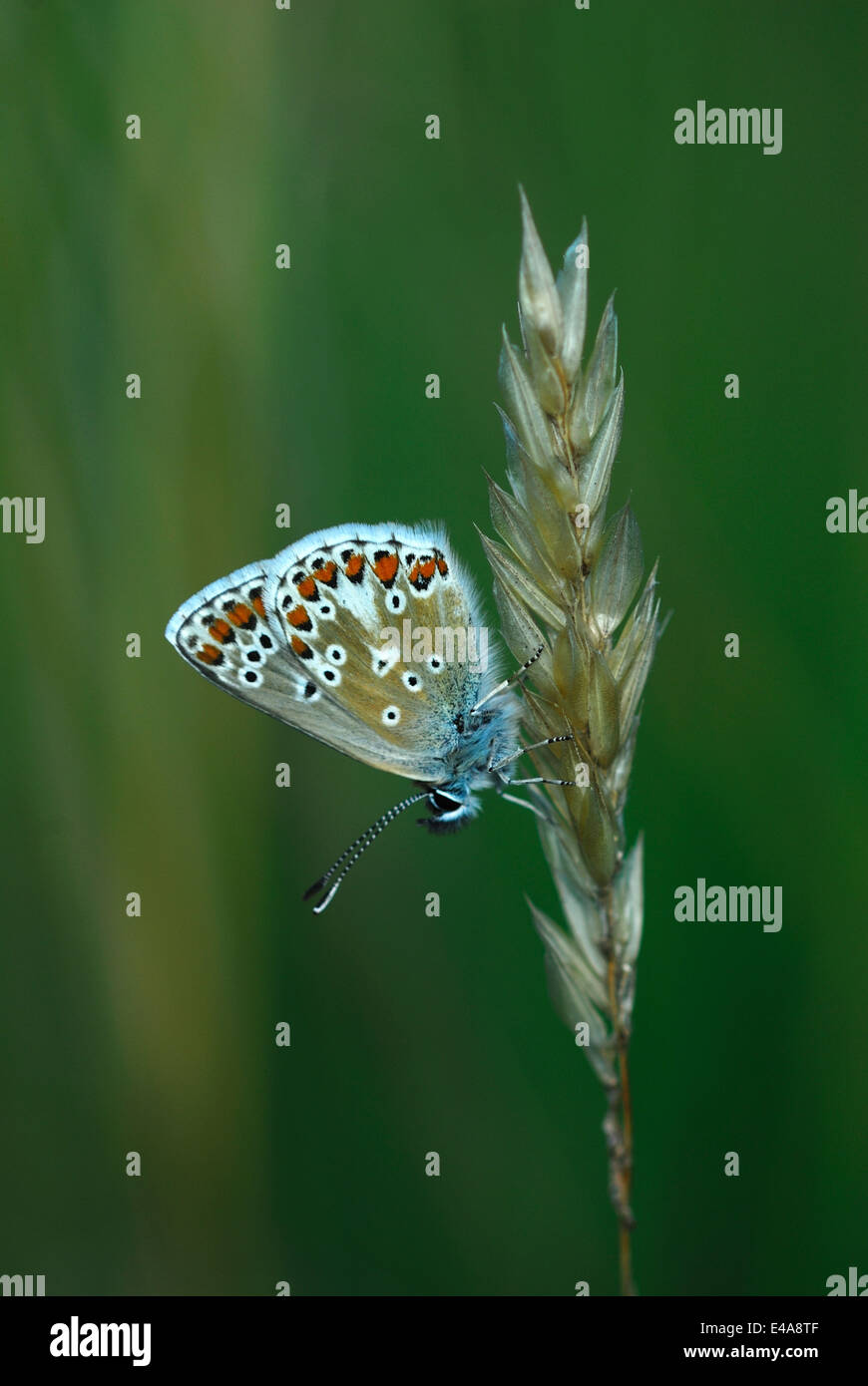Papillon bleu commun au repos Banque D'Images