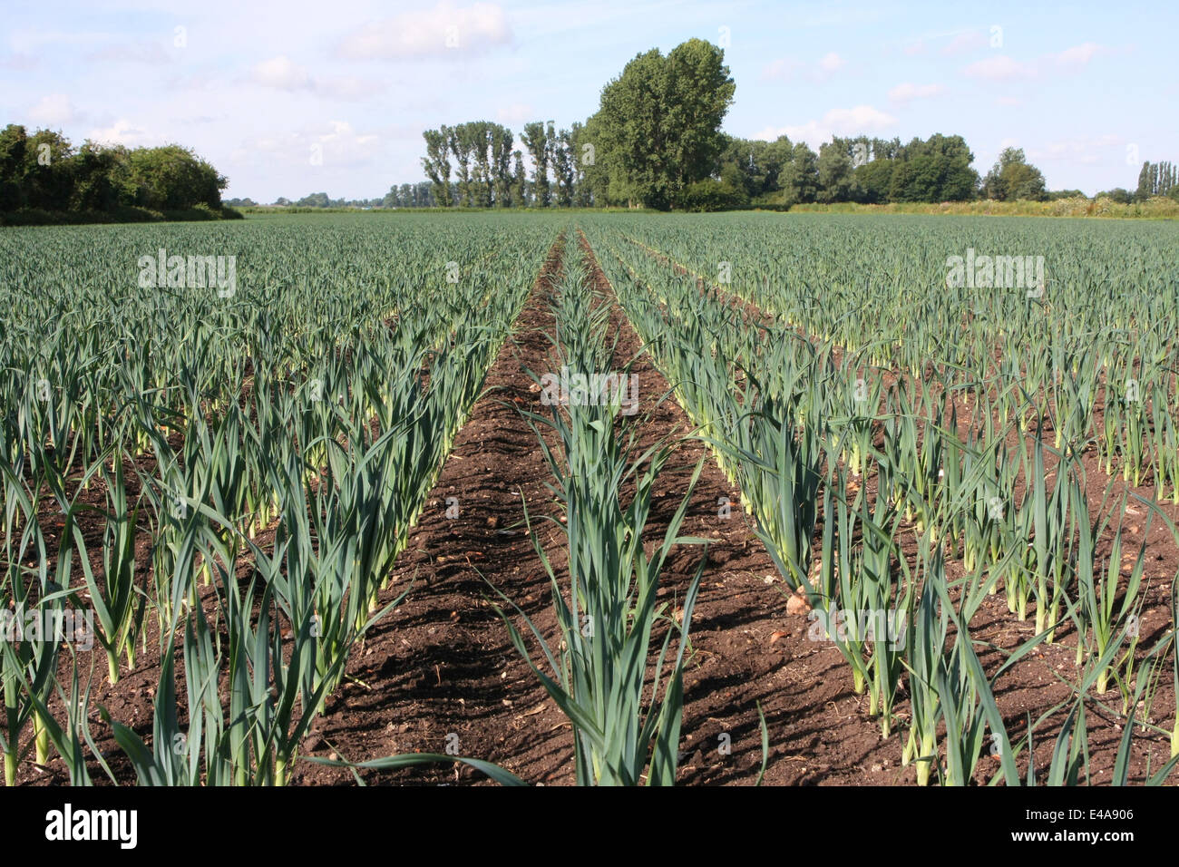 De plus en plus dans les fens poireaux Banque D'Images