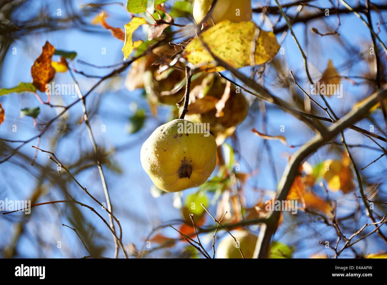 Coing, Prunus dulcis, hanging on tree Banque D'Images