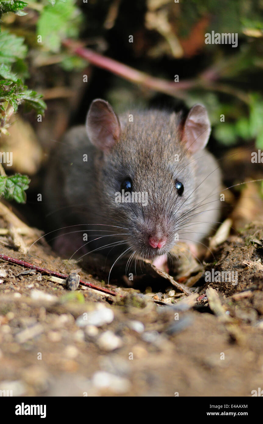 rat brun Banque D'Images