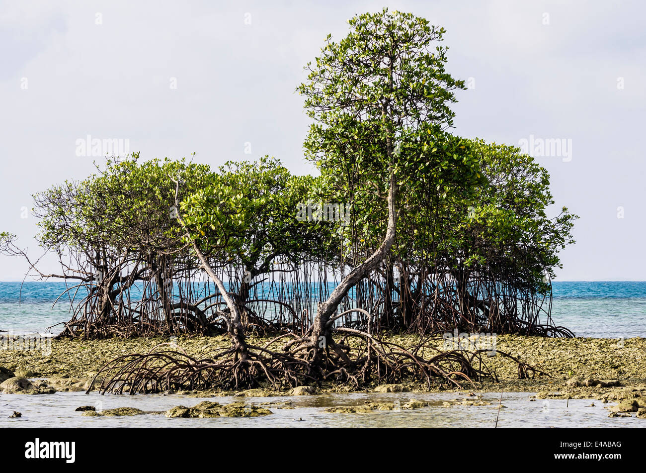 L'Indonésie, les Îles Riau, l'île de Bintan, André, les mangroves Banque D'Images