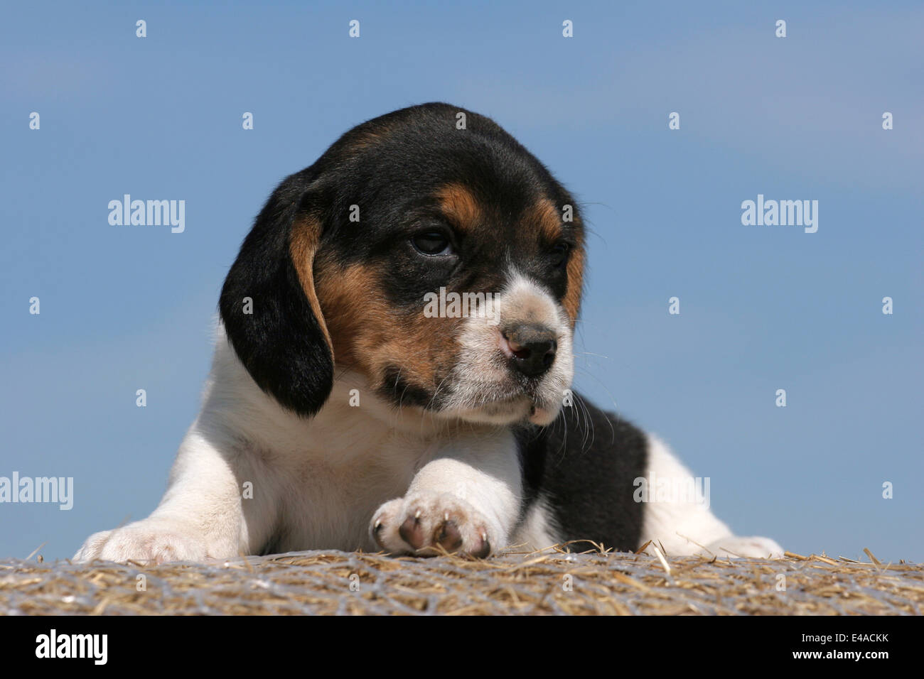 Beagle Puppy Banque D'Images