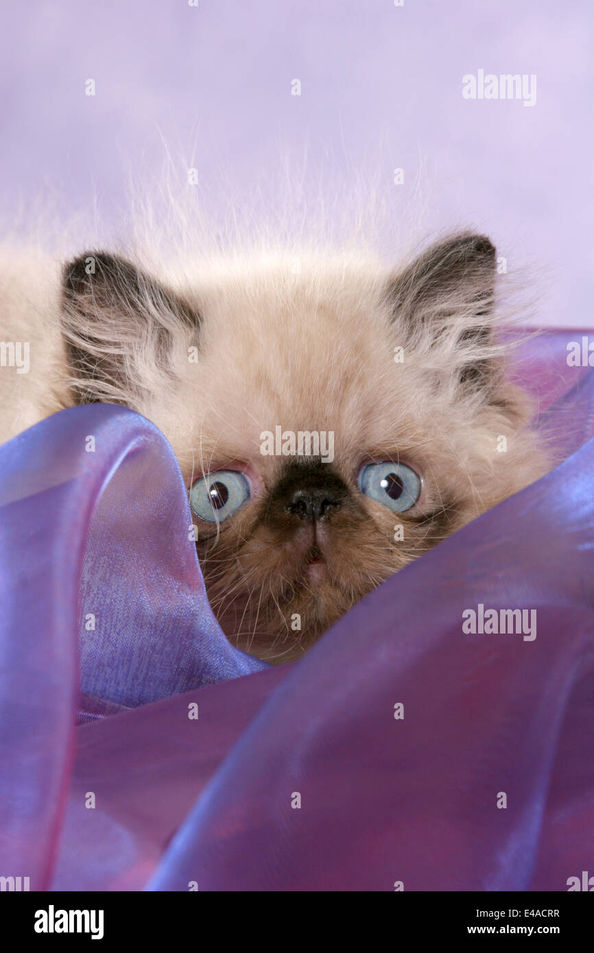 Chaton persan Banque D'Images