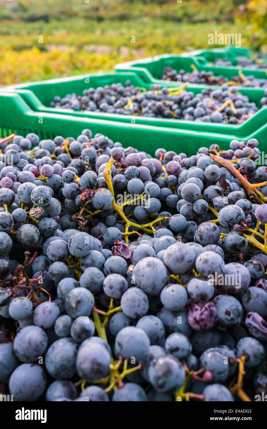 La Croatie, Peljesac, Ston, Dubrava, récolte du vin de cépage Plavac Mali Banque D'Images