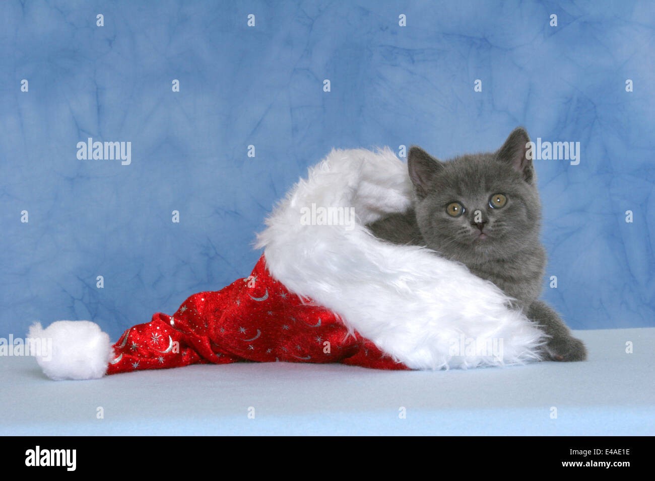 Chaton British Shorthair Banque D'Images