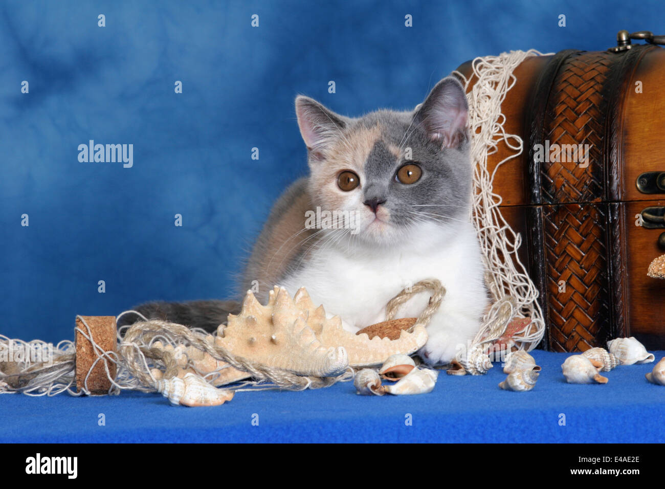 Chaton dans coffre de trésor Banque D'Images