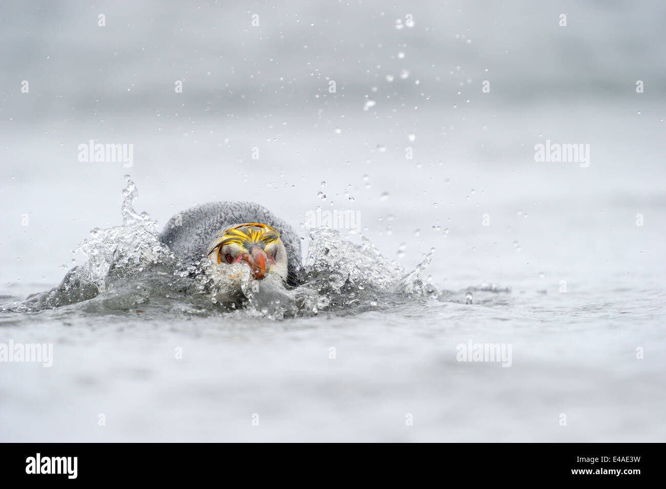 Manchot royal (Eudyptes schlegeli) sautant de l'eau dans l'île Macquarie, sous les eaux de l'Antarctique de l'Australie. Banque D'Images