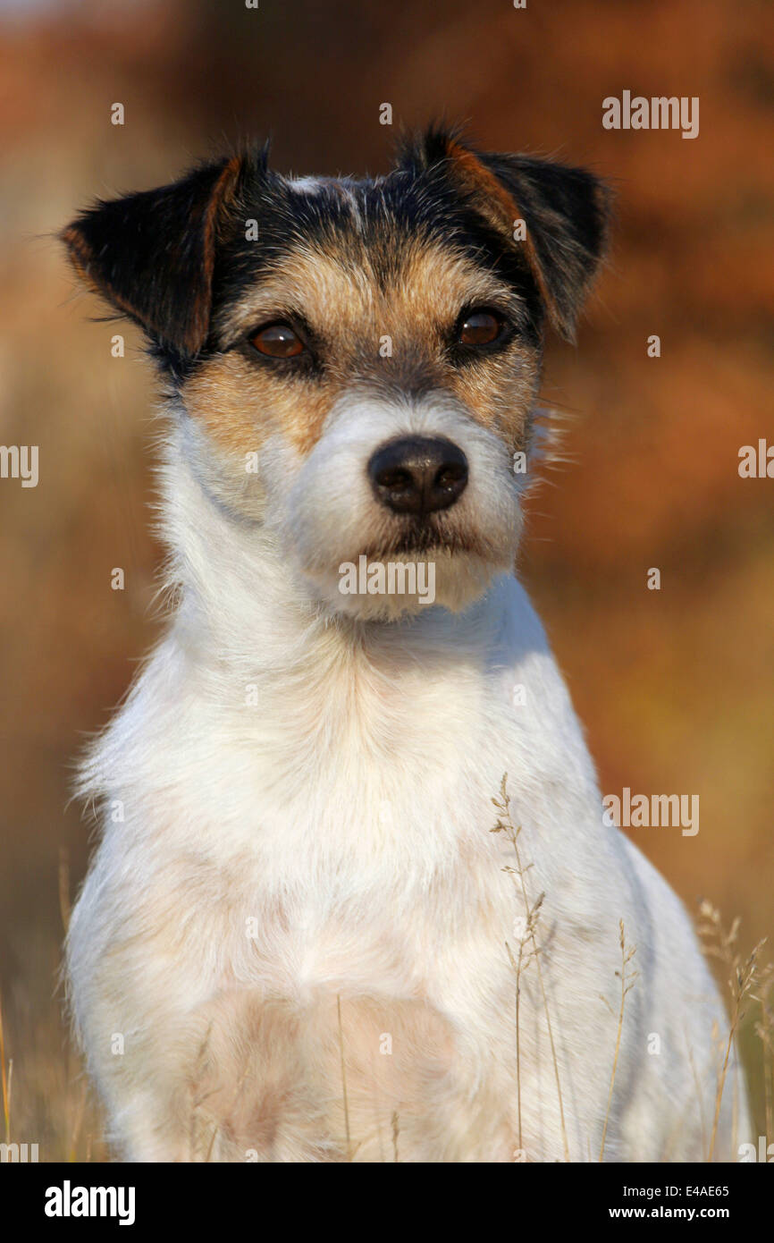 Parson Russell Terrier Portrait Banque D'Images