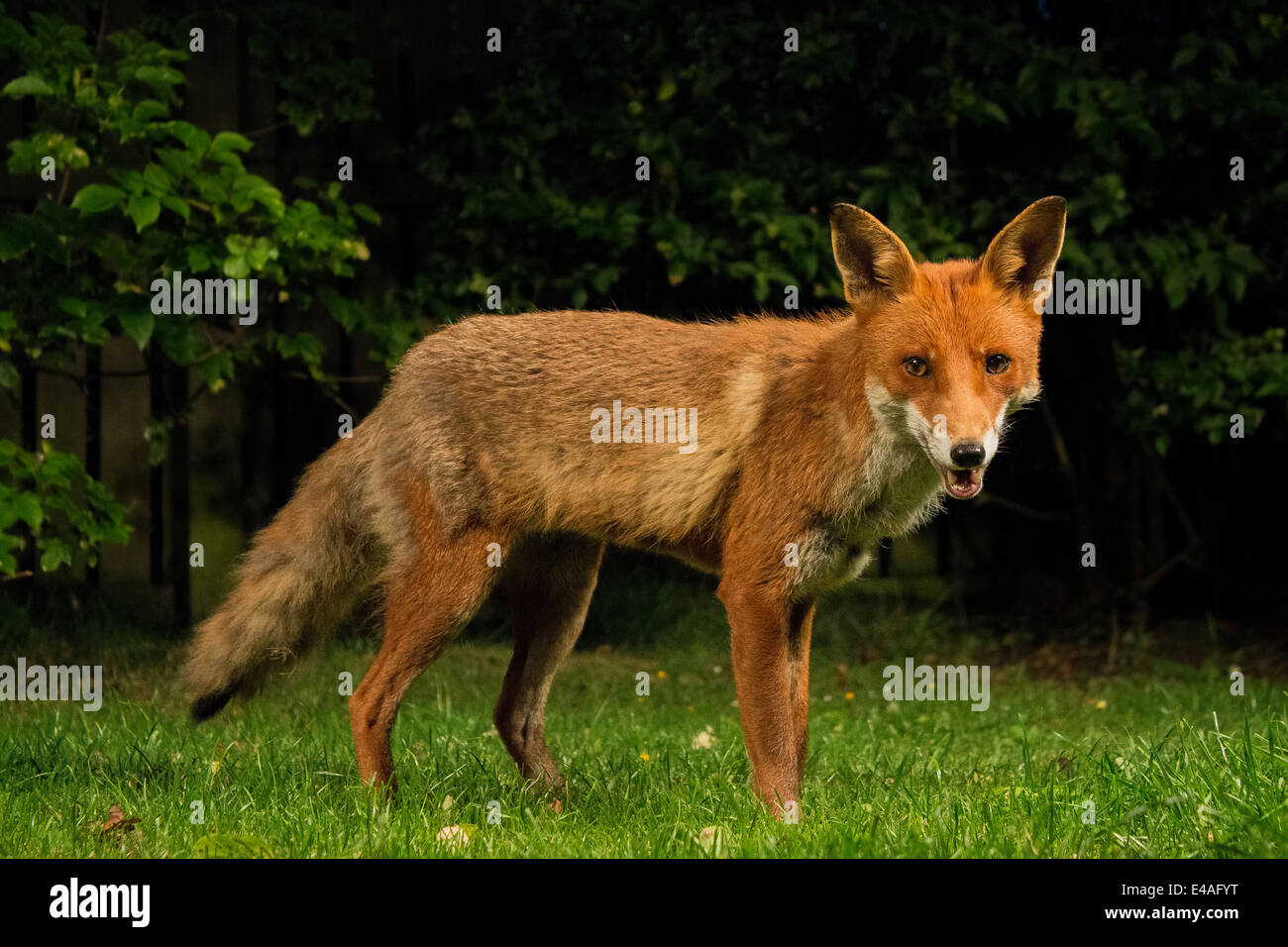 Red Fox dans notre jardin arrière Banque D'Images