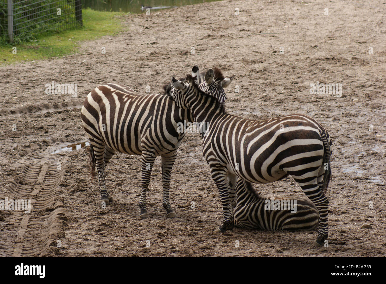 Des Burgers Zoo Arnhem Banque D'Images