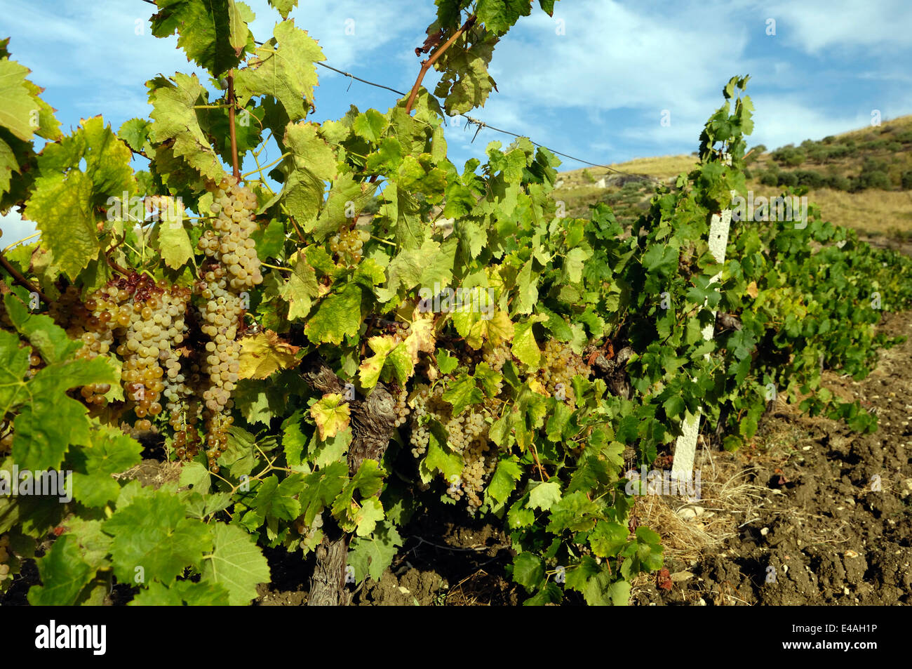 Vignoble de vin Cataratto près de Valderice, Sicile Banque D'Images