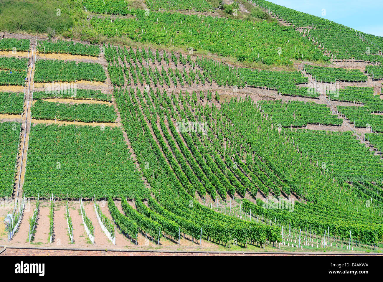 La vallée de la rivière Mosel Allemagne Europe Vignobles VIGNOBLES DE CROISIÈRE Banque D'Images