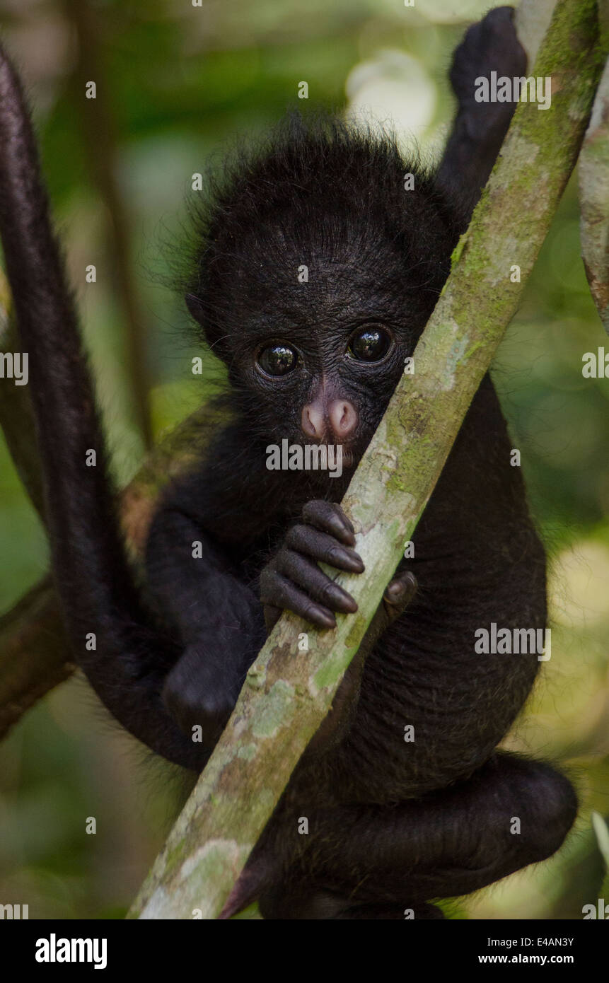 Black-faced bébé singe araignée Banque D'Images