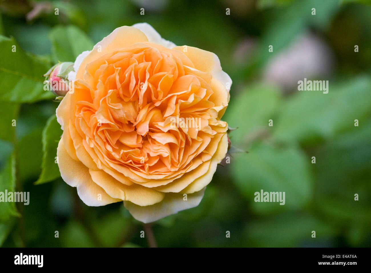 Rosa Crown Princess Margareta 'Ausbaker'. Une courte escalade English rose. Banque D'Images