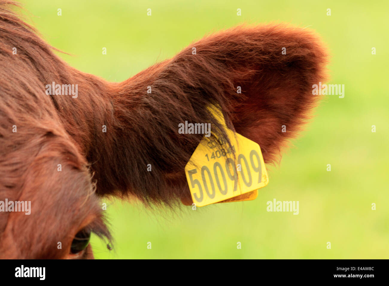 L'oreille. Lincoln Pedigree bétail rouge Photo Stock - Alamy