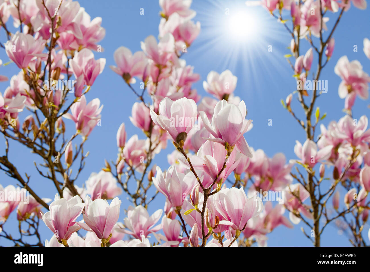 Ciel bleu avec magnolia blossom Banque D'Images