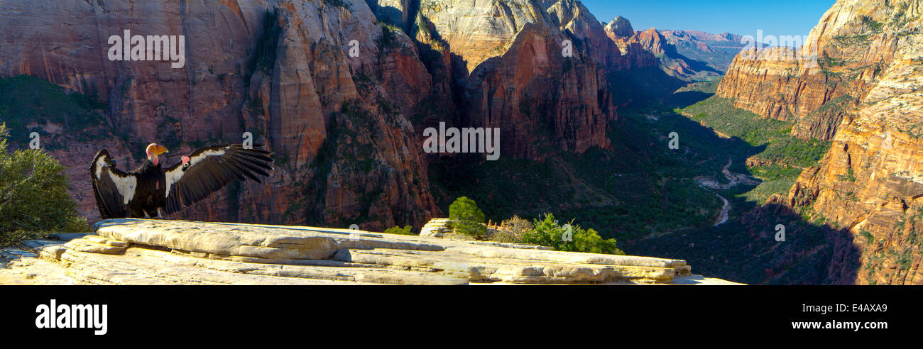 Un Condor de Californie soleils lui-même au sommet d'Angels Landing, Zion National Park, Utah. Banque D'Images