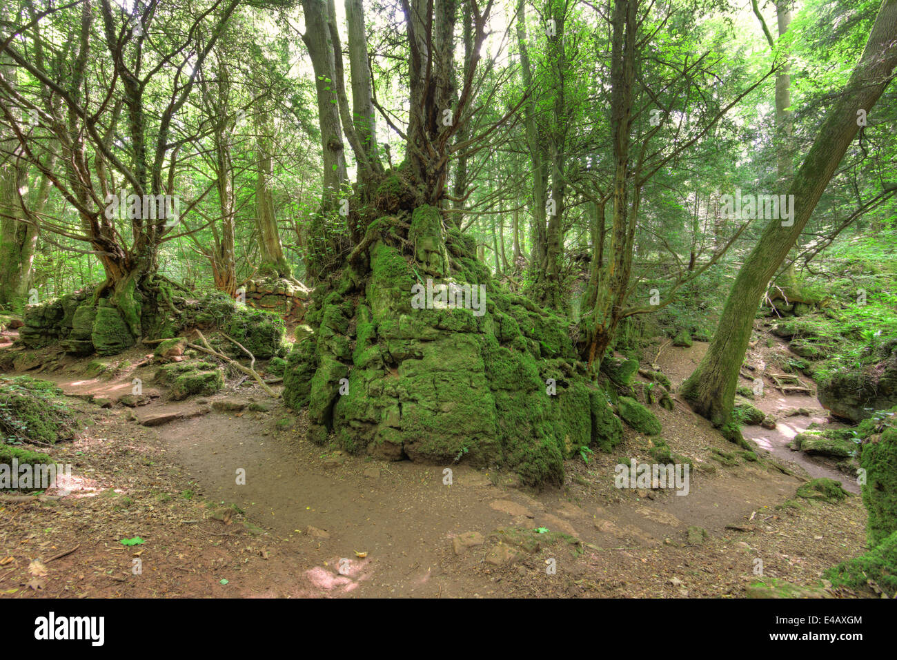 Forêt de Dean, Coleford, UK. 8 juillet, 2014. L'analyse réelle date varie. Images de la bibliothèque de Puzzlewood dans la forêt de Dean, cu Banque D'Images