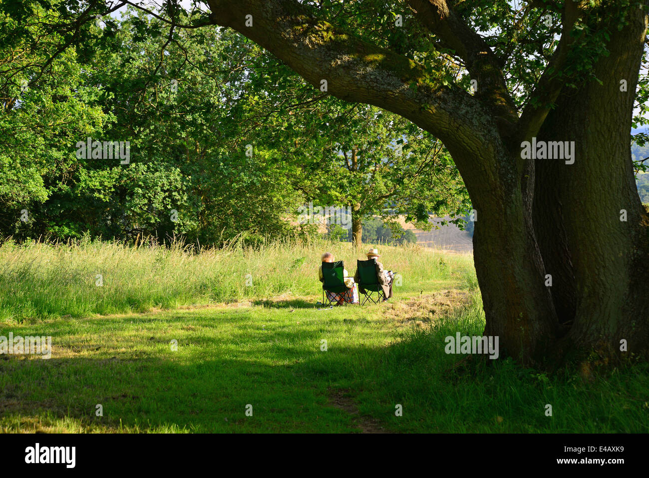 Newlands Corner natural beauty spot sur Albury Downs, North Downs, près de Guildford, Surrey, Angleterre, Royaume-Uni Banque D'Images