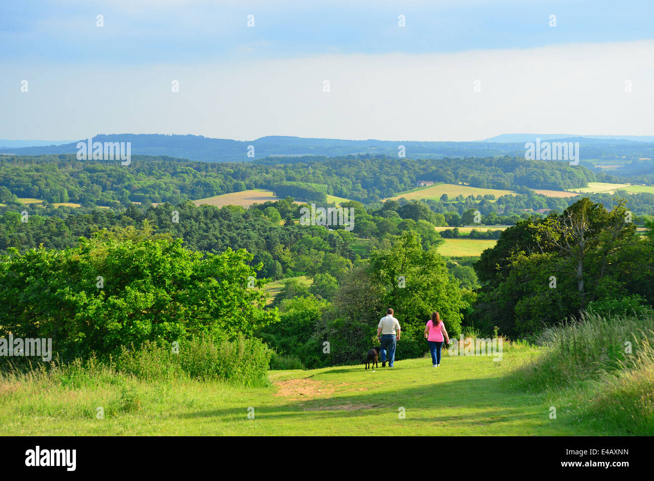 Newlands Corner natural beauty spot sur Albury Downs, North Downs, près de Guildford, Surrey, Angleterre, Royaume-Uni Banque D'Images