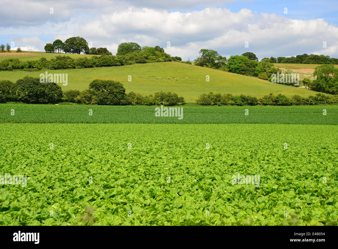 Légumes de laitue d'eau verte poussant dans le champ près de Marlow, Buckinghamshire, Angleterre, Royaume-Uni Banque D'Images