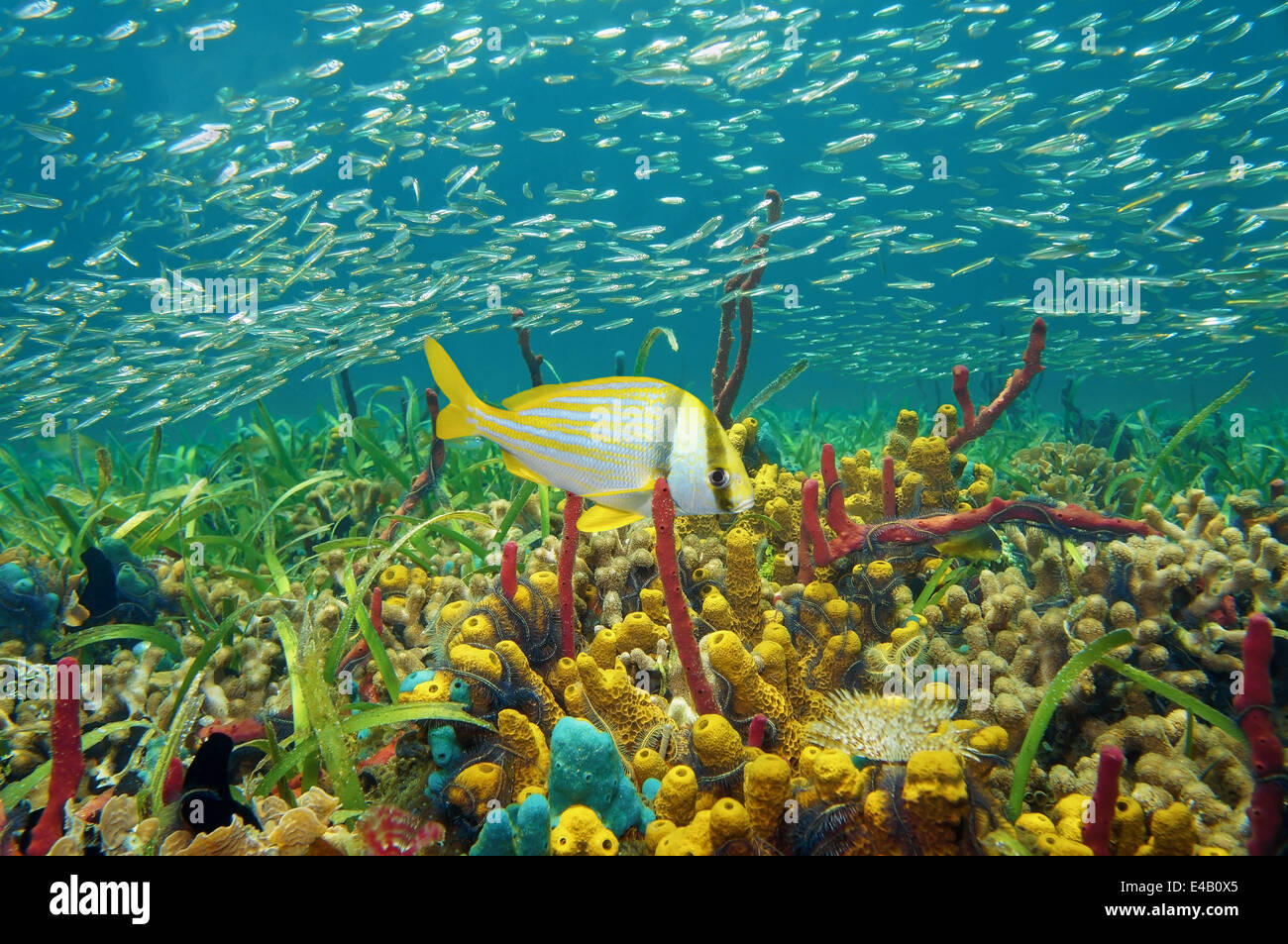 La vie marine colorée sous l'eau avec des éponges, coraux et bancs de poissons, la mer des Caraïbes Banque D'Images