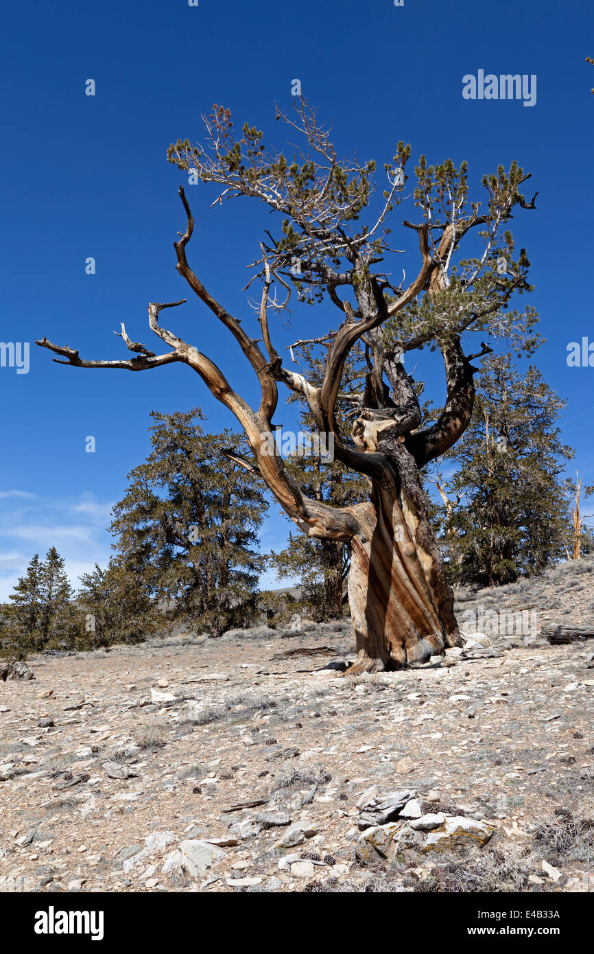 Bristlecone Pine Tree dans l'ancienne forêt de pin dans la Californie de l'est blanc des montagnes. Banque D'Images