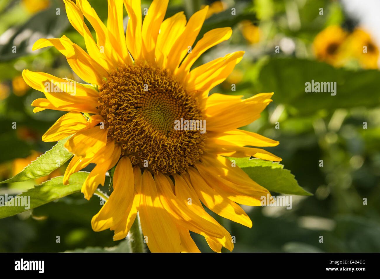 Vibrant jaune-orange rétroéclairé de tournesol par le soleil de l'après-midi dans les Blue Ridge Mountains de la Géorgie du Nord, USA. Banque D'Images