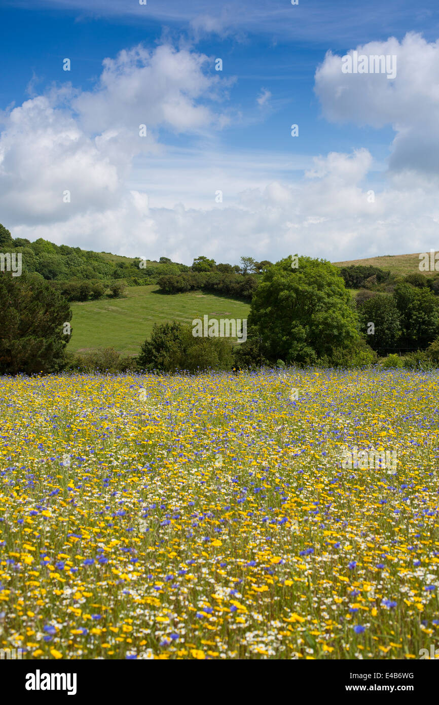 Pré de fleurs sauvages à l'île de Wight l'ail ferme contre un ciel bleu sur une journée ensoleillée. Banque D'Images