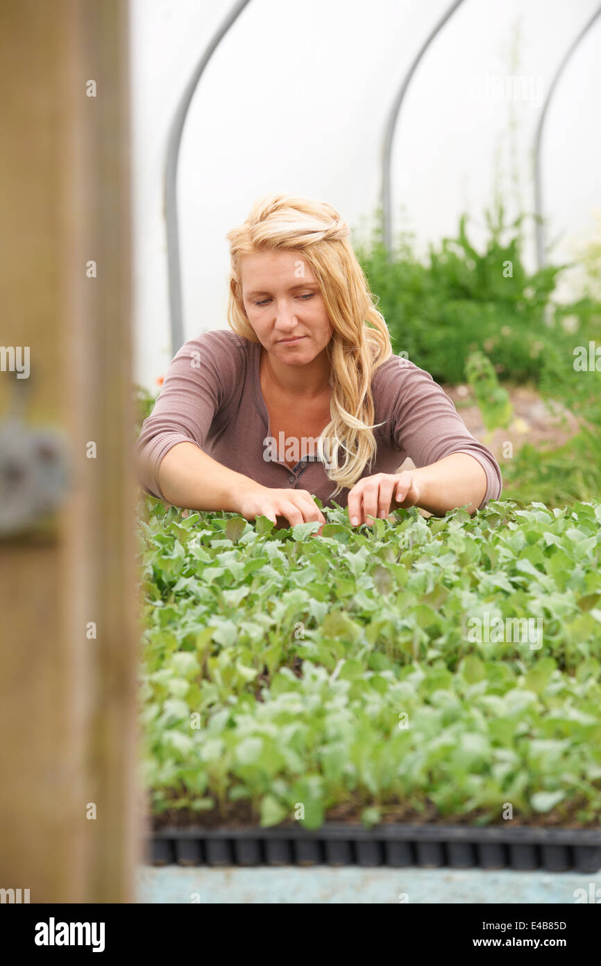 Travailleur agricole féminine contrôle Plants in Greenhouse Banque D'Images