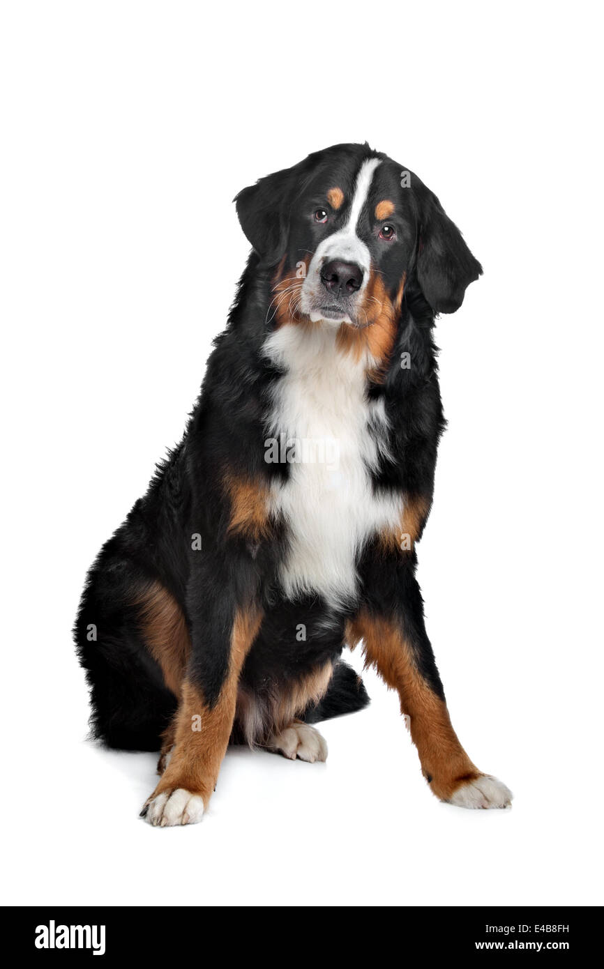 Bernois Banque D'Images