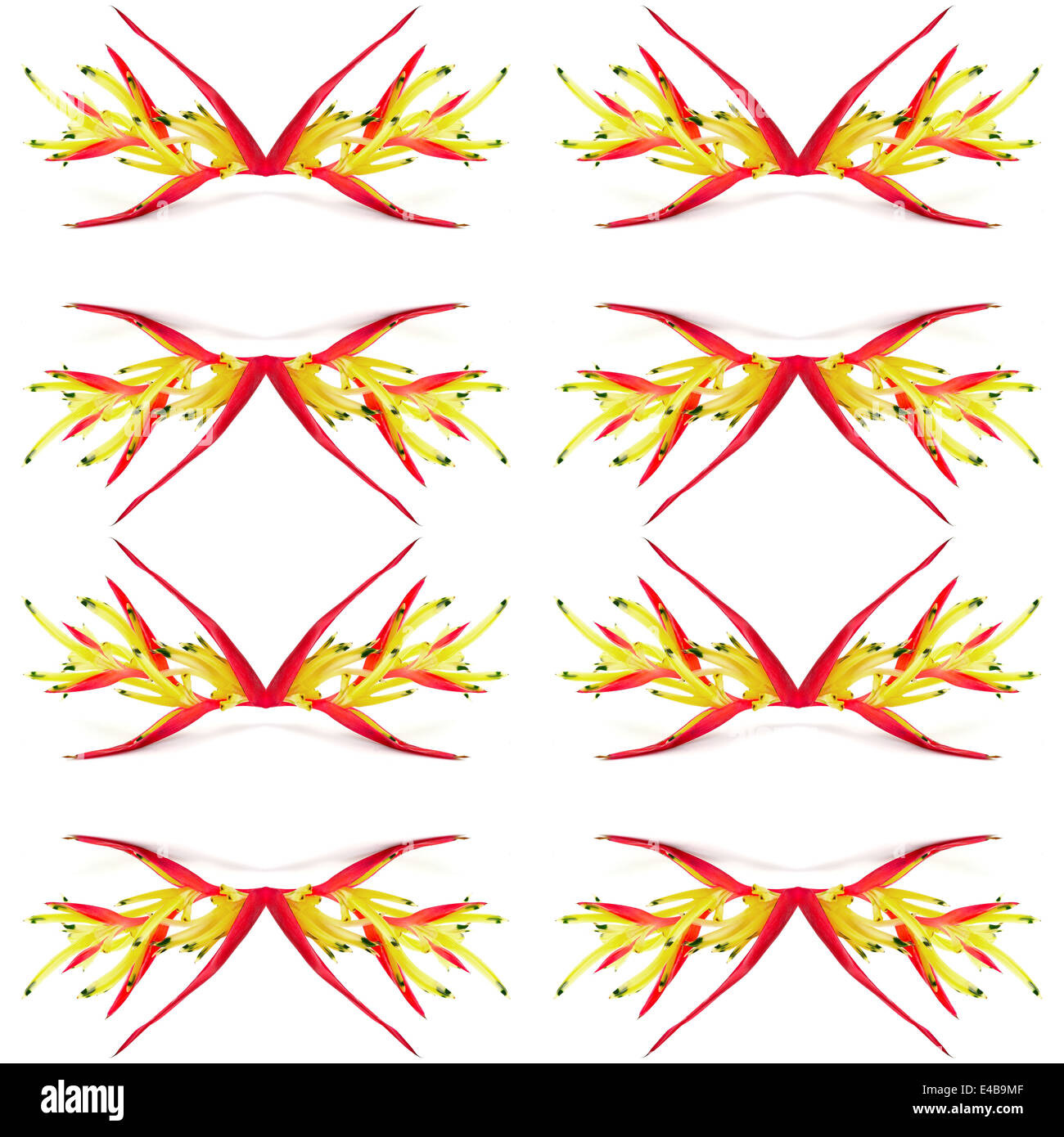Vitre d'un petit rouge fleur heliconia, fleur tropicale, isolé sur fond blanc Banque D'Images