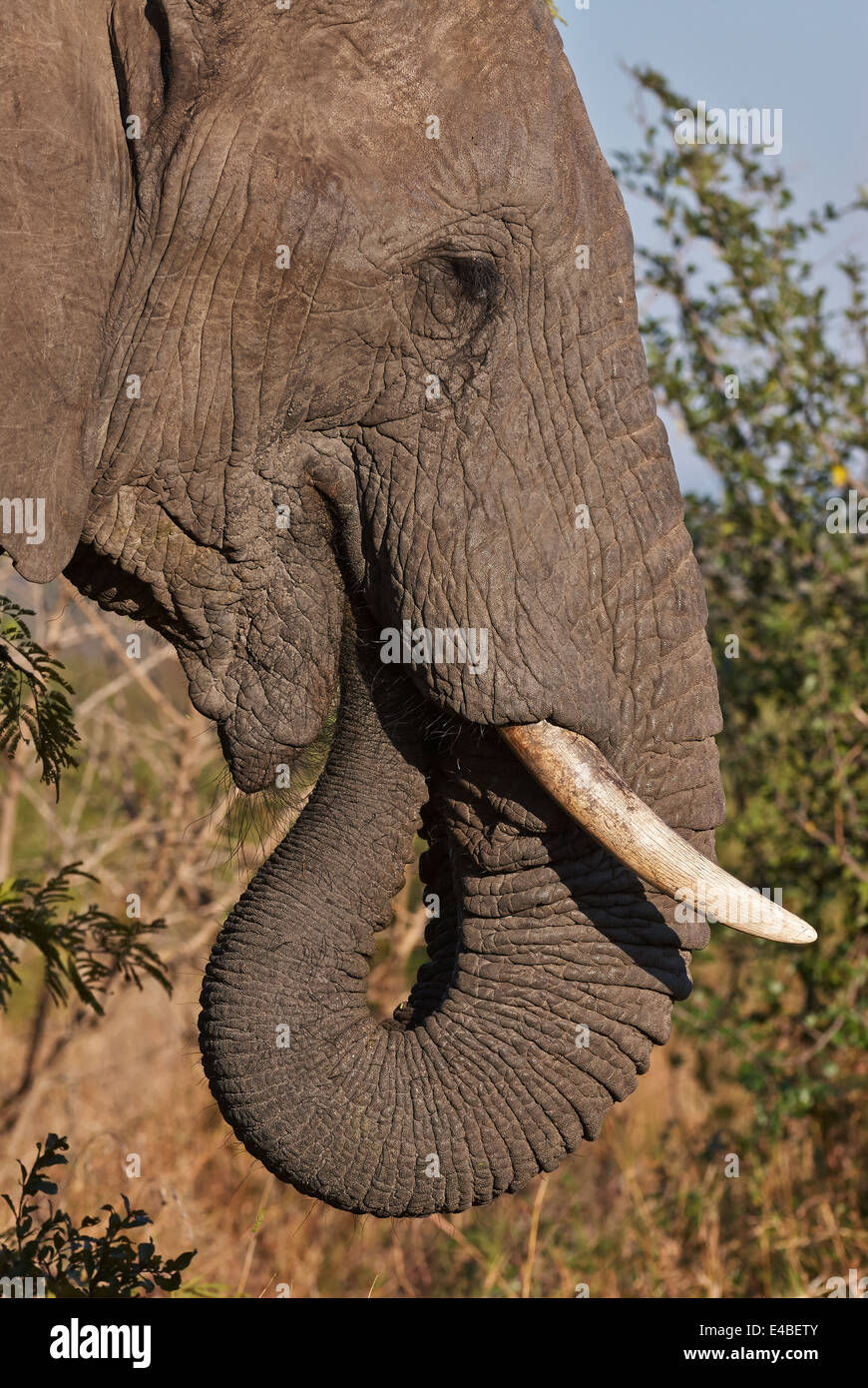 Portrait d'un éléphant en mangeant Banque D'Images